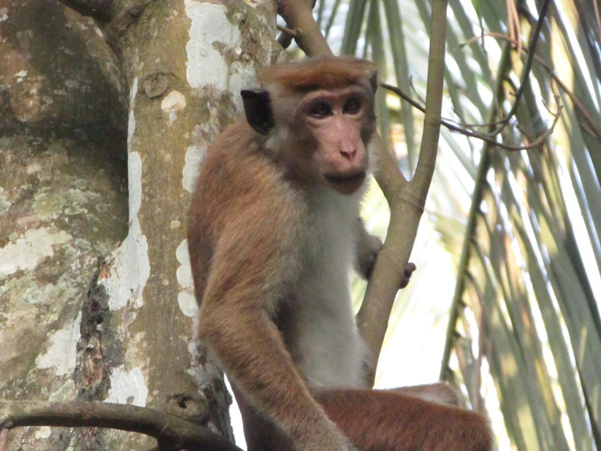 Jungle Guest ,Mirissa Otel Dış mekan fotoğraf