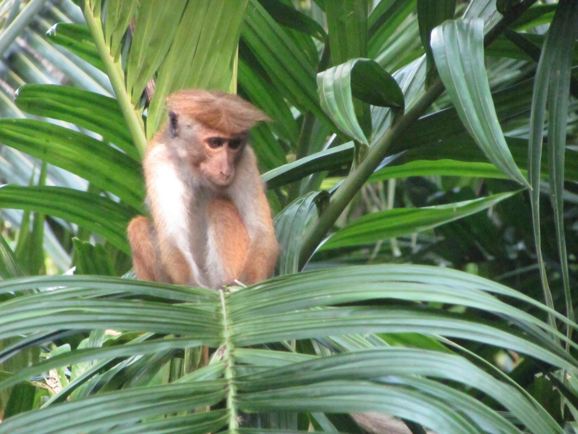 Jungle Guest ,Mirissa Otel Dış mekan fotoğraf